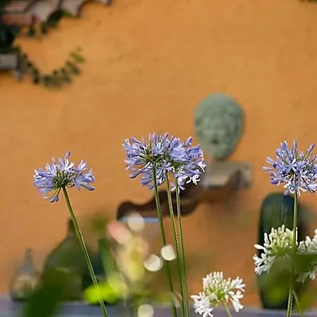 Le Rez De Jardin Albi